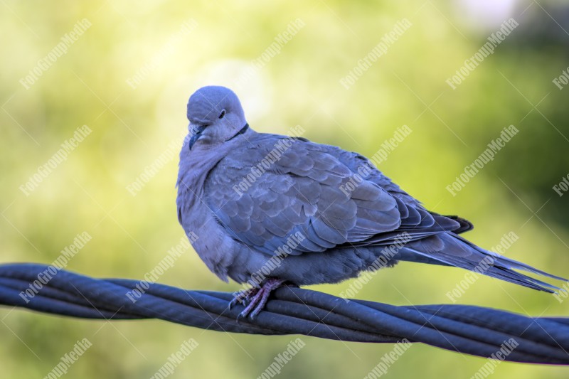 Dove on a wire