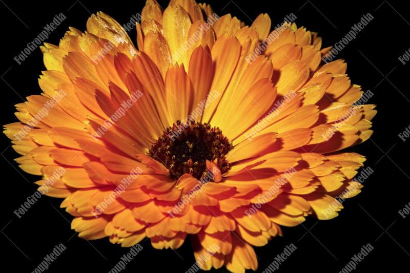 Yellow daisy isolated on black background