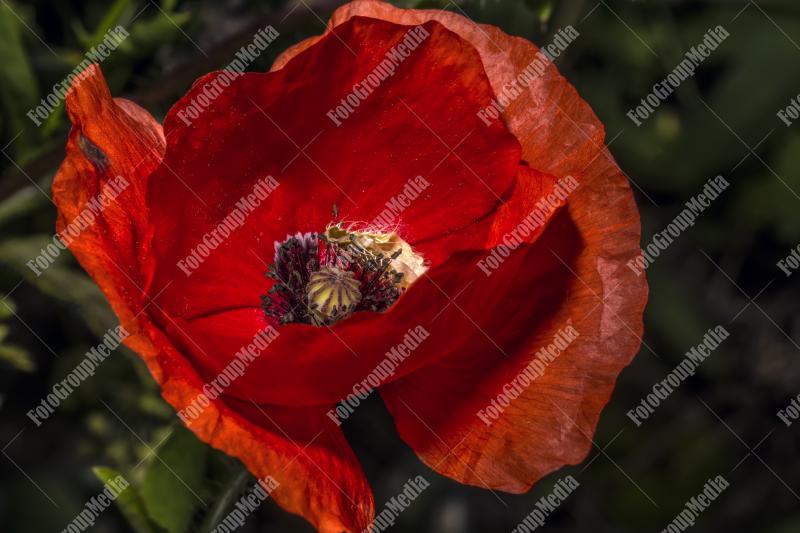 Close up of a poppy flower