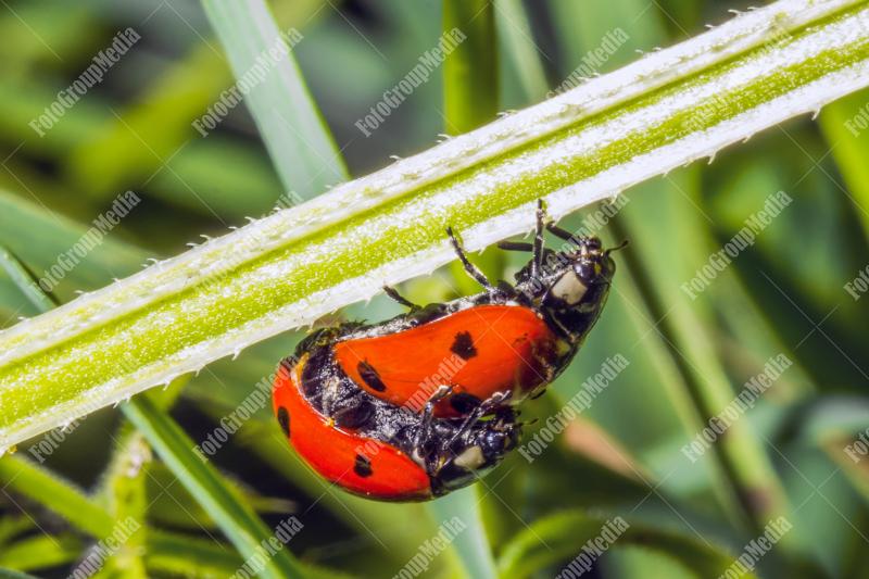 Ladybugs