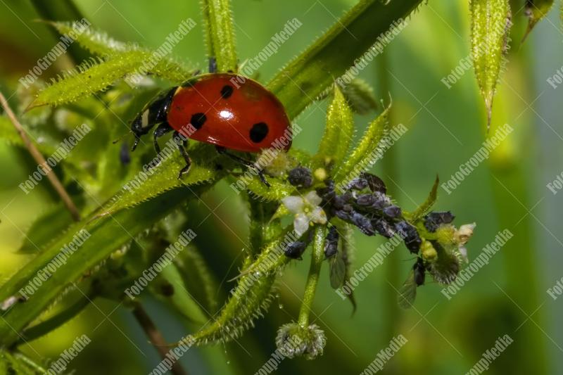 Ladybug