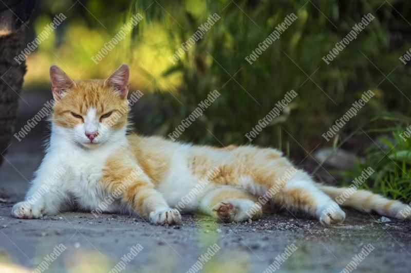 Stray cat laying on street