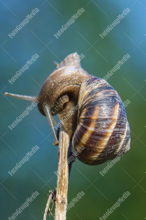 Snail isolated on twig