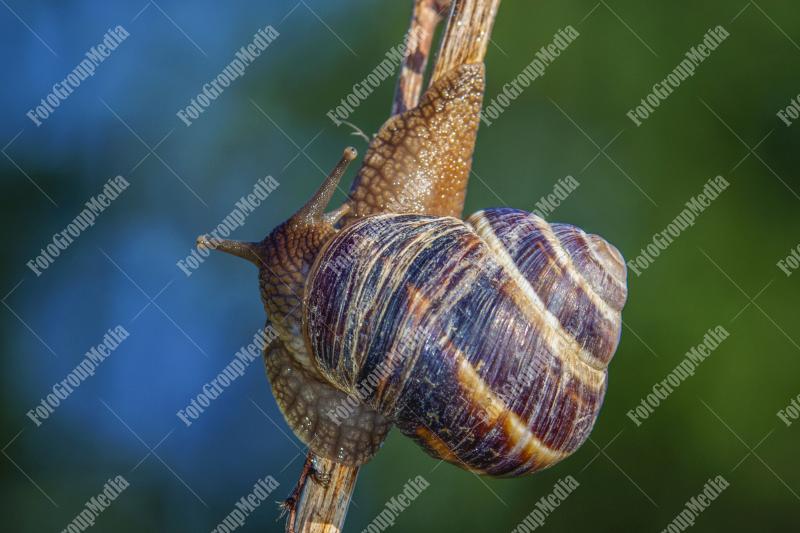Snail isolated on twig