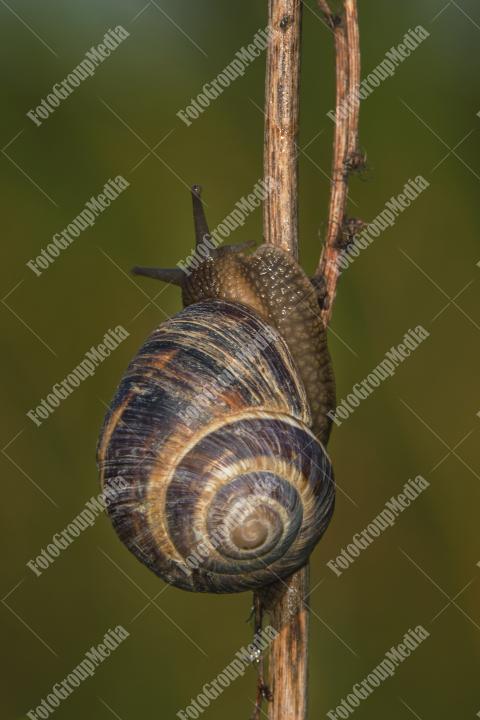 Snail isolated on twig