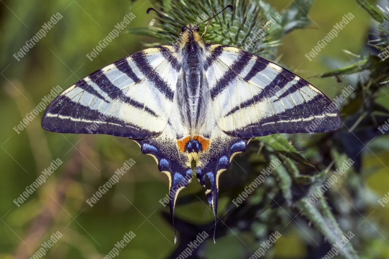 Swallowtail butterfly