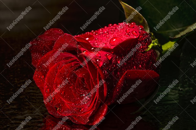 Red rose and water drops